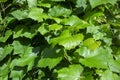 Fresh green leaves and grapevines growing with unripe grapes berries.