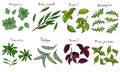 Fresh Green Leaves of Herbs Oregano, Bay Leaf, Basil, Arugula, Savory Sage, Purple or Red Basil Marjoram. Kitchen Background. Real