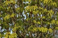 Fresh green leaves on horse chestnut tree in spring Royalty Free Stock Photo