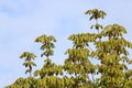 Fresh green leaves on horse chestnut tree in spring Royalty Free Stock Photo