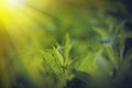 fresh green leaves illuminated by the rays of the sun in backlight in nature Royalty Free Stock Photo