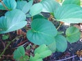 Fresh Green Leaves Of Ipomoea Pes-caprae Or Bayhops Plants Growing On Beach Sand