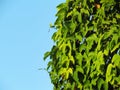 Fresh Green leaves of the ivy covered a trees with blue sky background. Royalty Free Stock Photo