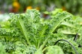 Fresh green leaves of Kale. Green vegetable leaves plant.