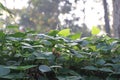 Fresh green leaves of kidney bean plant with nature background Royalty Free Stock Photo