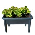 Fresh green leaves of lettuce in a plastic box. The objects are isolaed, a type of vegetable is an iceberg lettuce for a permanent