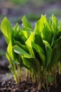 Fresh green leaves lily of the valley in sunligh