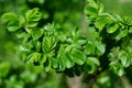 Fresh green leaves in macroview. Royalty Free Stock Photo