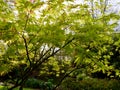 fresh green leaves of maple tree in spring. japanese maple leaf out