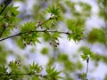 fresh green leaves of maple tree in spring. japanese maple leaf out in the park, Acer japonicum