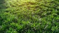 Fresh green leaves of Mini Mondo grass or Snakes beard, ground cover plant under orange sunlight morning