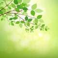 Fresh green leaves on natural background