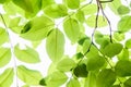 Fresh and green leaves-nature background Royalty Free Stock Photo