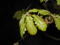 Fresh green leaves of a oak tree in spring Royalty Free Stock Photo