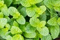 Fresh green leaves of organic basil close-up. Healthy eating. Royalty Free Stock Photo