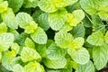 Fresh green leaves of organic basil close-up. Healthy eating. Royalty Free Stock Photo