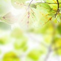 Fresh green leaves over blurred background, sun light, spring Royalty Free Stock Photo