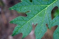 Fresh green leaves of a papaya tree for background use Royalty Free Stock Photo