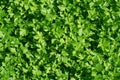 green leaves of a parsley, background Royalty Free Stock Photo