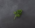 Fresh green leaves of pasley isolated on dark background Royalty Free Stock Photo