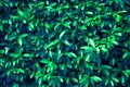 Fresh green leaves pattern background. Toned Nature background. Summer nature