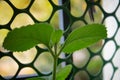 Fresh green leaves pattern of Indian borage, Country borage Botanical name - Plectranthus amboinicus Royalty Free Stock Photo