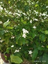 Fresh Green Leaves Plant in the Garden