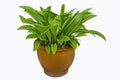 Fresh green leaves of queen lily in brown pot