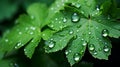 Fresh Green Leaves with Rain Droplets