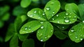 Fresh Green Leaves with Rain Droplets Royalty Free Stock Photo