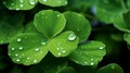 Fresh Green Leaves with Rain Droplets Royalty Free Stock Photo