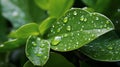 Fresh Green Leaves with Rain Droplets Royalty Free Stock Photo