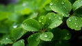 Fresh Green Leaves with Rain Droplets Royalty Free Stock Photo