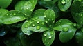 Fresh Green Leaves with Rain Droplets Royalty Free Stock Photo