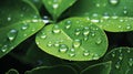 Fresh Green Leaves with Rain Droplets Royalty Free Stock Photo