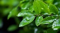 Fresh Green Leaves with Rain Droplets Royalty Free Stock Photo