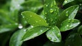 Fresh Green Leaves with Rain Droplets Royalty Free Stock Photo