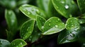 Fresh Green Leaves with Rain Droplets