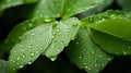 Fresh Green Leaves with Rain Droplets