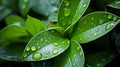 Fresh Green Leaves with Rain Droplets