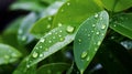 Fresh Green Leaves with Rain Droplets