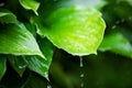 Fresh green leaves with rain water drops Royalty Free Stock Photo