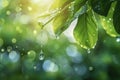 Fresh Green Leaves with Raindrops in Sunlight