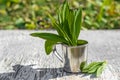 Fresh green  leaves ramson in a metal mug on a wooden table. Young shoots of wild garlic Allium ursinum.Wild early edible plant be Royalty Free Stock Photo