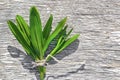 Fresh green  leaves ramson  on a wooden table. Young shoots of wild garlic Allium ursinum.Wild early edible plant bear garlic,wild Royalty Free Stock Photo