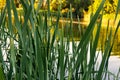 Fresh green leaves of reeds close-up by the pond under the setting sun. Landscape wallpaper Royalty Free Stock Photo