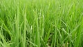 fresh green leaves of rice paddy leaf Royalty Free Stock Photo