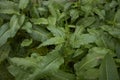 Rumex crispus fresh foliage