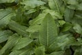 Rumex crispus fresh foliage