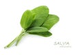 Fresh green leaves of sage, Salvia officinalis, isolated with sm Royalty Free Stock Photo